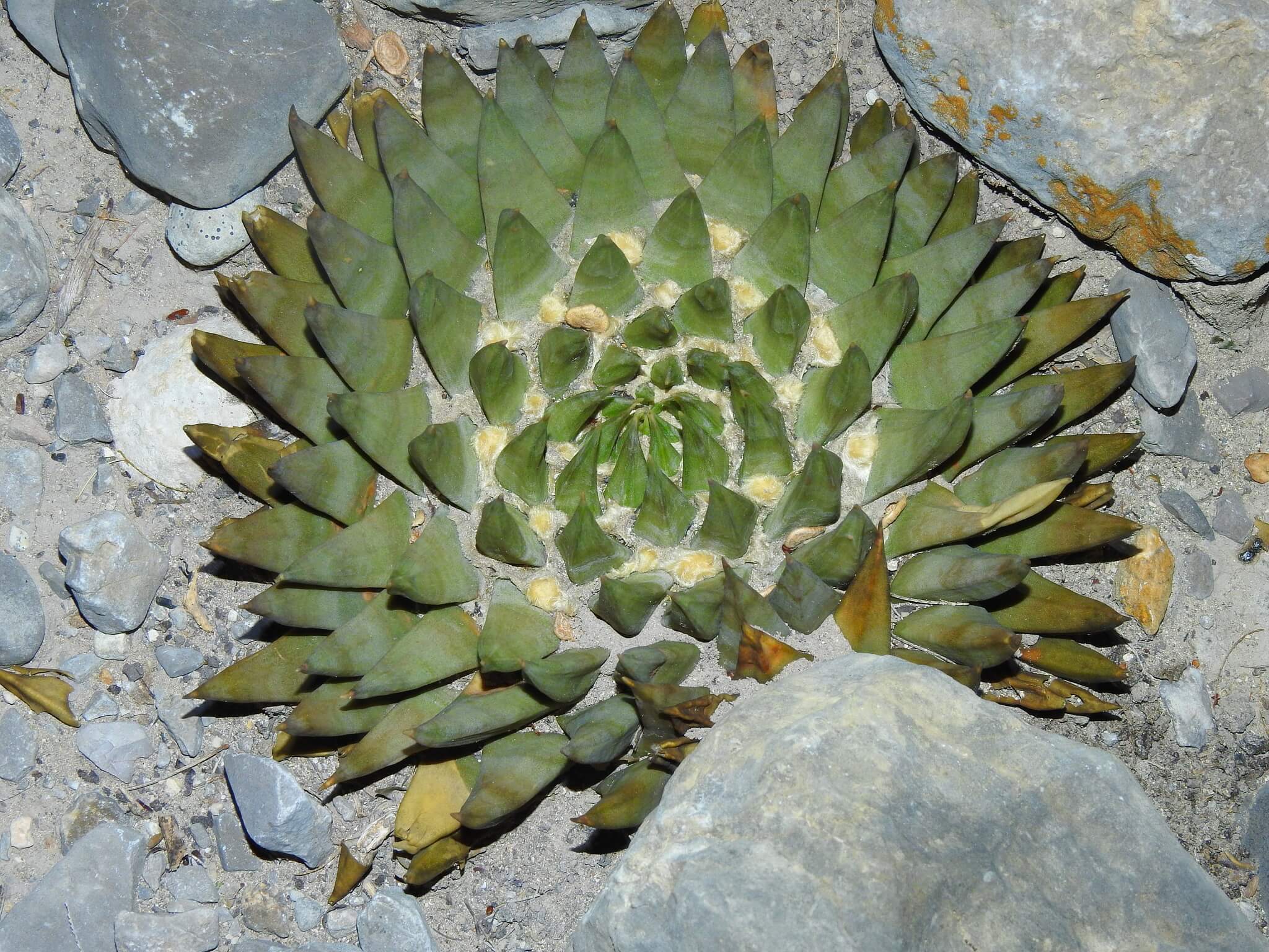 Ariocarpus trigonus
